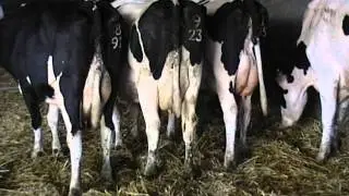Dairy Stockjudging - Somerset YFC
