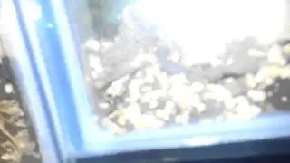 Tarantula run around - short update