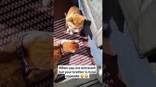 Extrovert vs Introvert 😁😁#catlover #cutecat #catvideos #cats #funny #extroverts #introvert