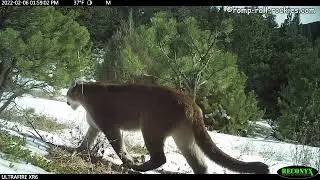A mountain lion family and a caterwauling female lion in winter (2022)