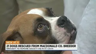 21 dogs rescued, some found dead at Missouri breeder