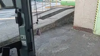 Irisbus ( Iveco) Crossway 10,6M prímestský autobus