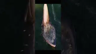 big whale open mouth