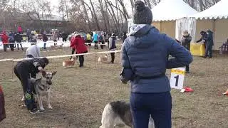 MAH00045 Сравнение сук. Конкурс на Лучшую суку. Монопородная выставка ВЕО в Челябинске 31.10.2020г.
