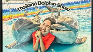 Dolphin show in thailand Swimming with Dolphil  Thailland