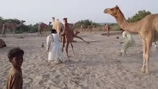 Beautiful camel video|Animal MatIng| Camel Video #animals #camel 