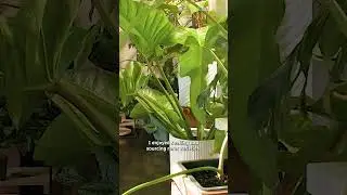Her living room is covered with rare plants 👀🪴