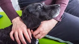Как сделать из вашей собаки собаку-терапевта: краткое руководство