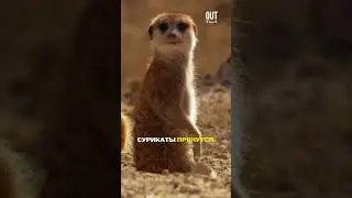 A bird that knows 50 languages... to lie 😂
