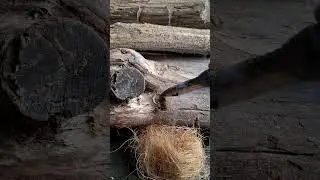 profesional bowdrill #firemaking #bushcraft #creativesurvival #survival