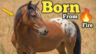 Spanish Mustang: The Untamed Legacy of America&rsquo;s Purest Horse #spanishmustang #horse #horseriding