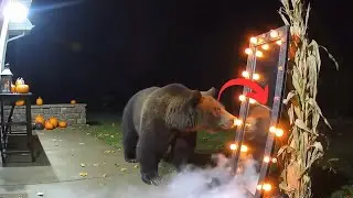 🎄 CCTV  Intruder on the Porch! 🐻🥊 Bear vs. Mirror Surprise  Caught on Camera 😱📸