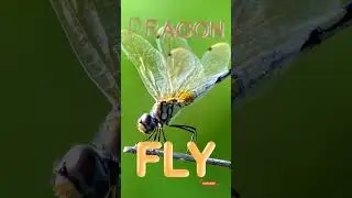 Dragonfly facts for Kids #insectsforkids #dragonfly #kidslearning kids