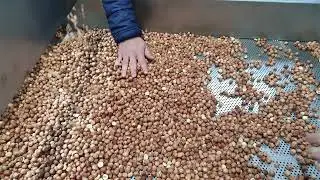 Hazelnut Roasting Machine - Cashew Roasting Machine - Nuts Roasting Machine - OS - 500