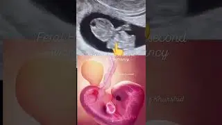 2 Months Pregnancy Baby Heart Rate