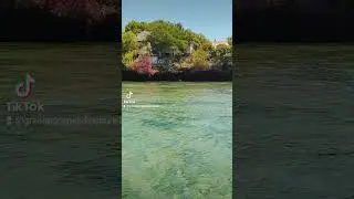 Wasini island kenya #adventure #dolphinadventures #dolphinadventure #dolphintrip #wasiniisland #dolp