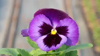 Viola del Pensiero a fiore grande Inspire Plus Velvet blue