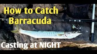 Nighttime Barracuda Fishing Secrets For Shore Anglers!
