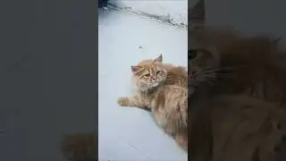 Kitten meowing | Cat sound | Catvideo | Cat | Cat voice | Persian cat sound| Persian cat | part 43