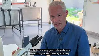 Microalgae chlorella Latvia Raivis Apsitis ENG subs
