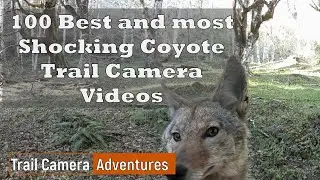 100 Best and Most Shocking Coyote Trail Camera Videos