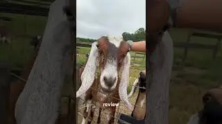 Standup Morning Meetings are best on a #farm #animals #goat #family