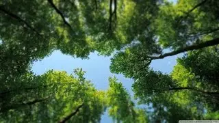Light The Tree - UPPM - Alexander Ace Baker, Clair Marlo