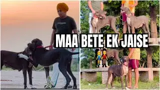 MAA BETE EK JAISE || CHARGER BULLY DOG KENNEL