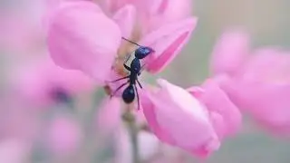 Nature&rsquo;s Details: Pink Blossoms and a Crawling Ant #Short #Flowers #Ant #Nature #Shorts #Wildflowers