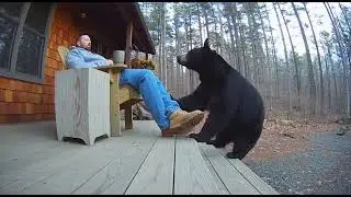 Bear Sniffs Sleeping Man on Porch!