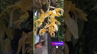 Los incre&iacute;bles que son las orqu&iacute;deas Stanhopeas 😻😻😻