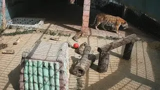 Adorable Tiger Cubs with Mother #tiger #tigercub #tigercubs #cubs #wildlife  #zoo #ctgzoo