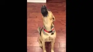 Jewish Dog Blowing the Shofar
