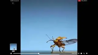 Weevil take off