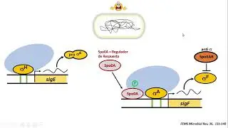 Esporulación en Bacillus subtilis - Parte 2