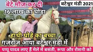 पप्पू यादव लाए हैं मेले में 16 लाख का घोड़ा गजराज और बसंती , रूपा और रोशनी घोड़िया !