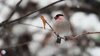 野鳥動画　雪降るお山でウソ（亜種アカウソ）