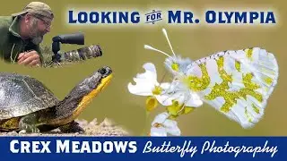 Butterfly photography Olympia Marble Crex Meadows Wisconsin