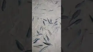 Catching Fish with a Big Handmade Net in a Flooded Rice Field​