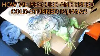 How We Rescued and Freed Cold-Stunned Iguanas 🦎