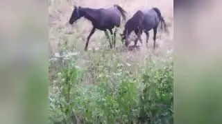When Arabian Horse Magic Happens: Breeding Season #animals #nature #horse  #automobile #cow #bull