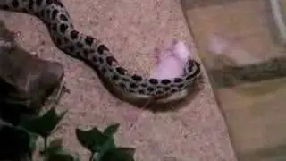 Sistrurus miliarius barbouri