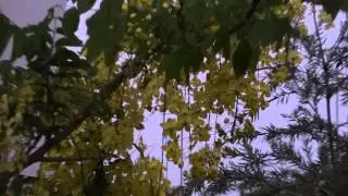 Kani konna flowers