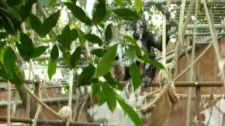Bonobos im K&ouml;lner Zoo