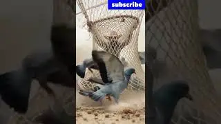 Unity is Strength | Pigeon and Hunter Story | Moral Story in#facts #viral #motivation
