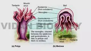 Polymorphism in coelenterates