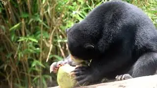 Orphaned sun bear Jessy opening a coconut