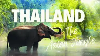 Journey Into Wild Thailand - The Asian Jungle