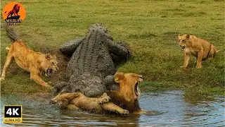 Mystery of Maasai Mara: The Rise of the Wild King #naturedocumentary