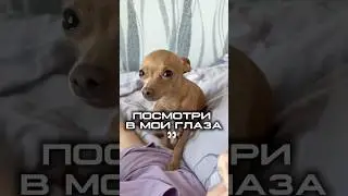 Вечно голодный ребенок. Арт. на свиной пятачок вб 463728976